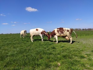 Column in vakblad Boerderij: Synchroon kalveren