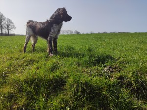 Column in vakblad de Boerderij: Kuilen plakken