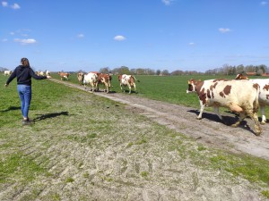 Column in vakblad de Boerderij: De koeien gaan naar buiten