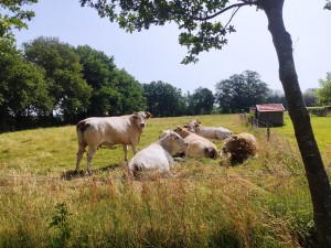 Reisverhaal op Reisreport: De koeienroute: door prachtig Twente