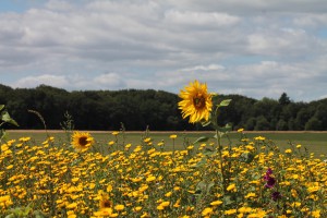 Reisverhaal op Reisreport: Het Springendal: fietsroute langs stralende zonnebloemen