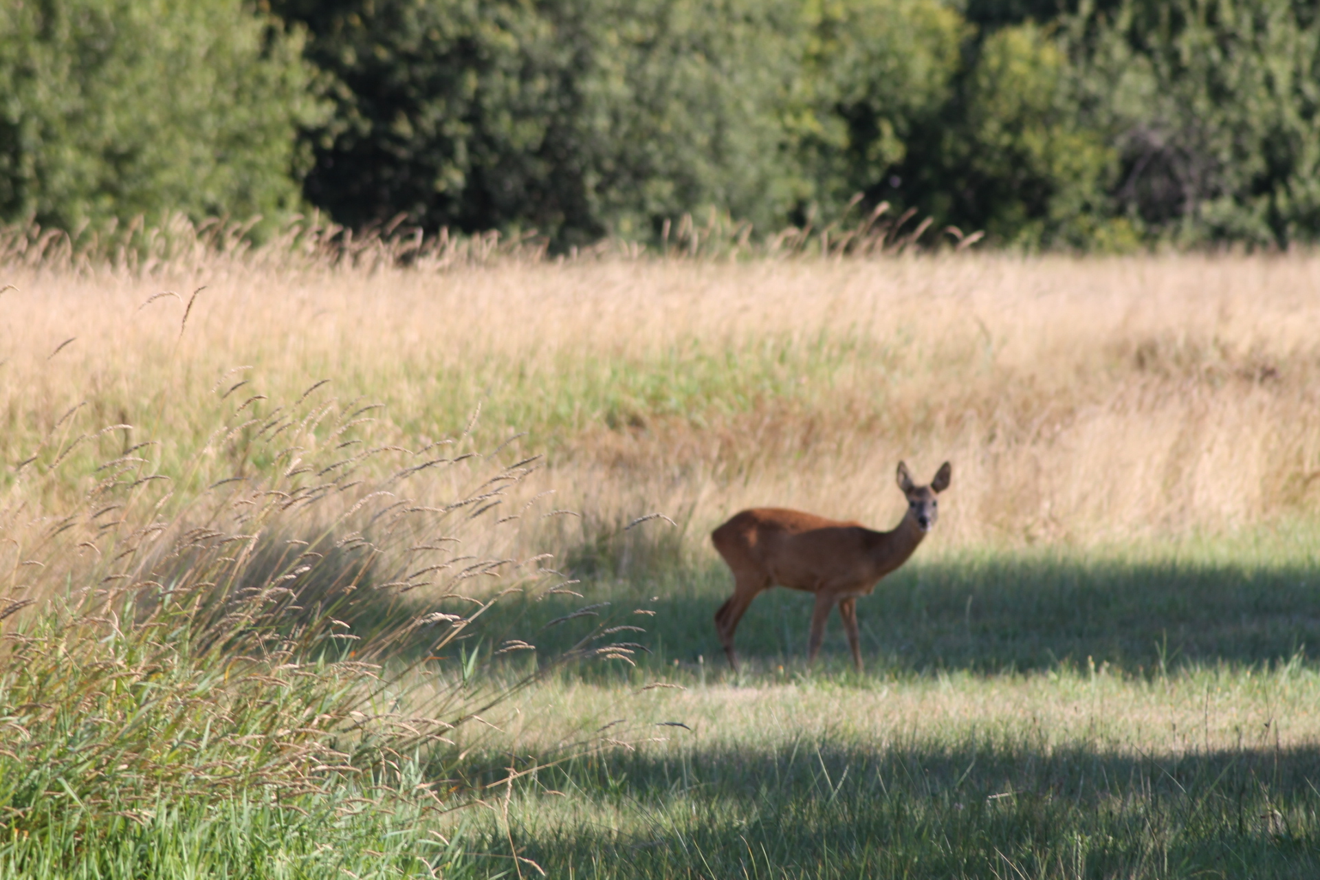 Reisverhaal op Reisreport: Fietsroute: op safari in het Haaksbergerveen (37 km)