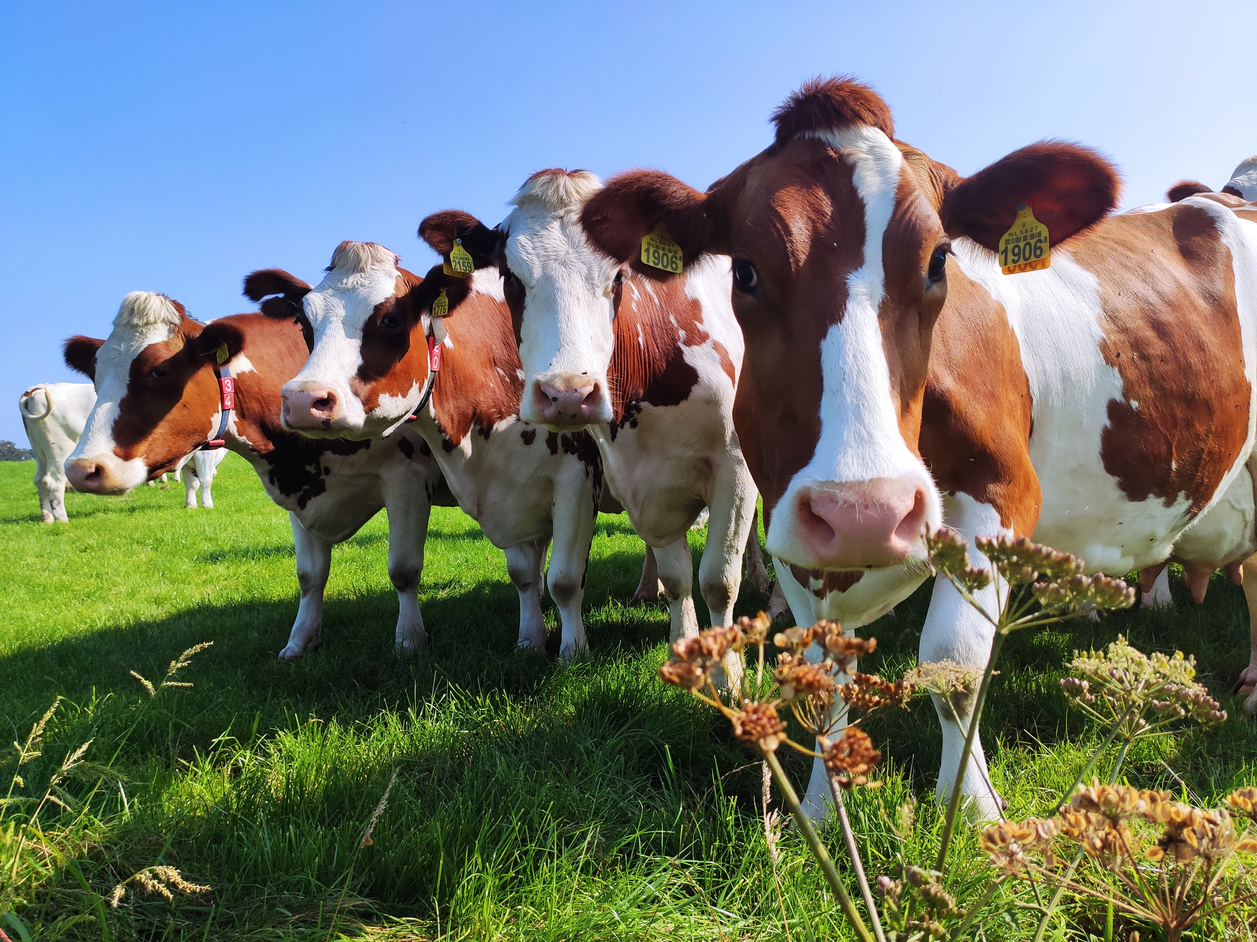 Column in vakblad Boerderij: ‘Kalveren nog even naar buiten’