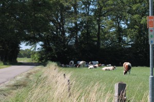 Column in vakblad de Boerderij: ‘Bier, shotjes en stikstof’