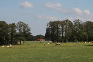 Column in vakblad de Boerderij ‘Boerengolf tussen de poep’