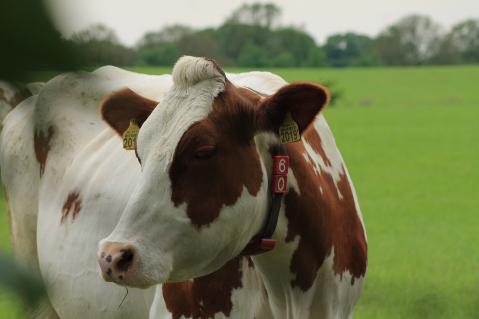 Column in vakblad de Boerderij: ‘Reanimeren op de boerderij’