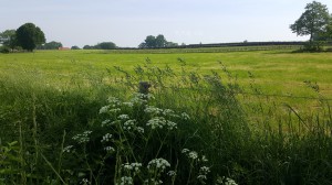 Column in vakblad de Boerderij: ‘De konijnen doen ‘het’ op schoot’