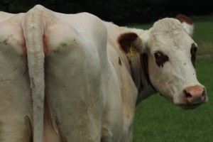 Column in vakblad de Boerderij: ‘Met de koeien op cursus?’