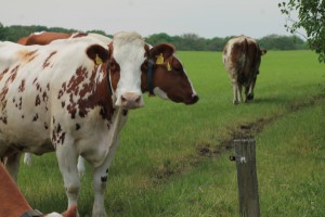 Column in vakblad de Boerderij: ‘Formule-1 in de stal tijdens instrooien’