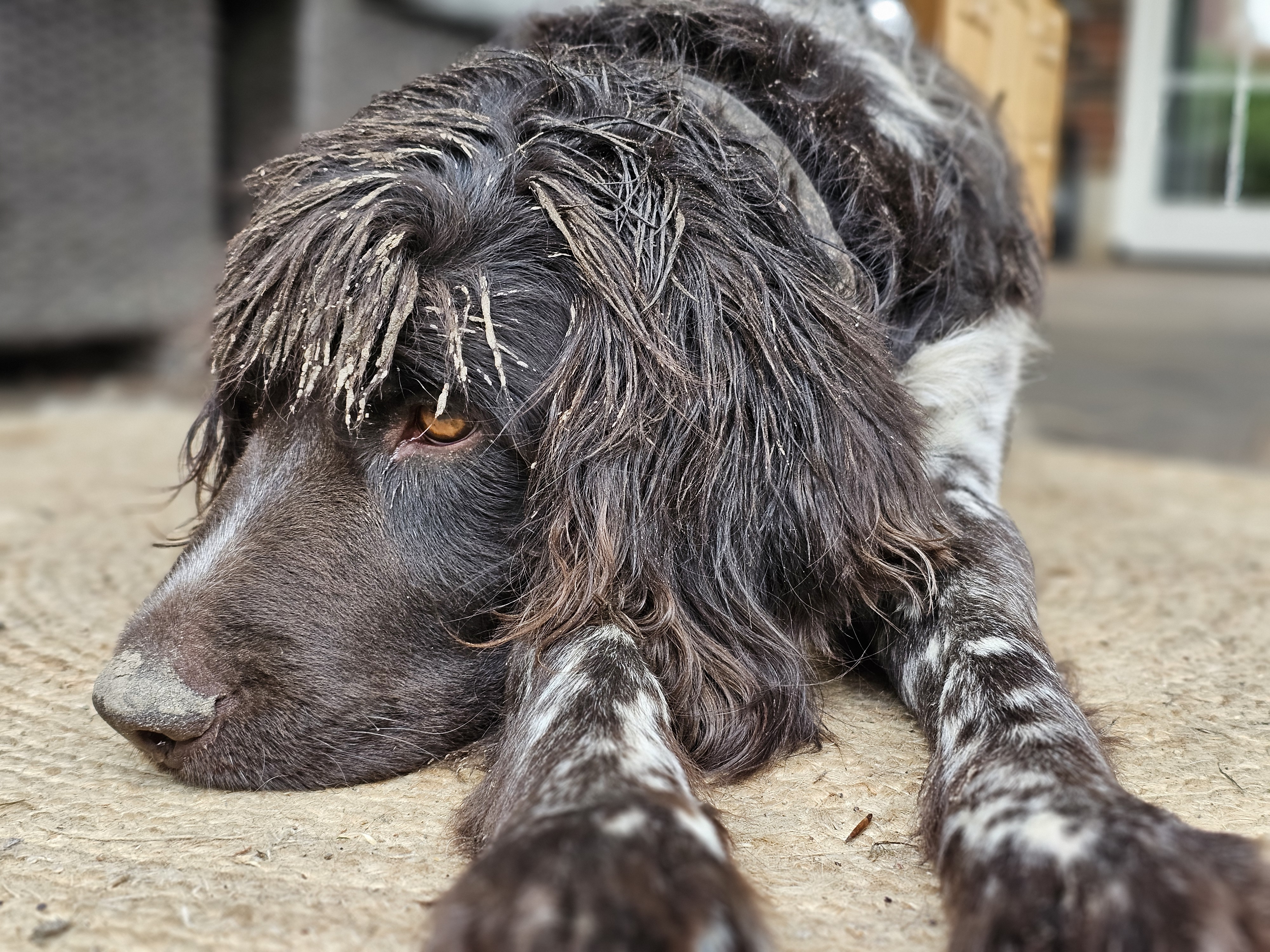 ‘Wraakactie van onze boerderijhond Finn’