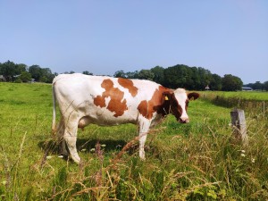 Column in de Boerderij: ‘Paniek! Koe door de roosters’