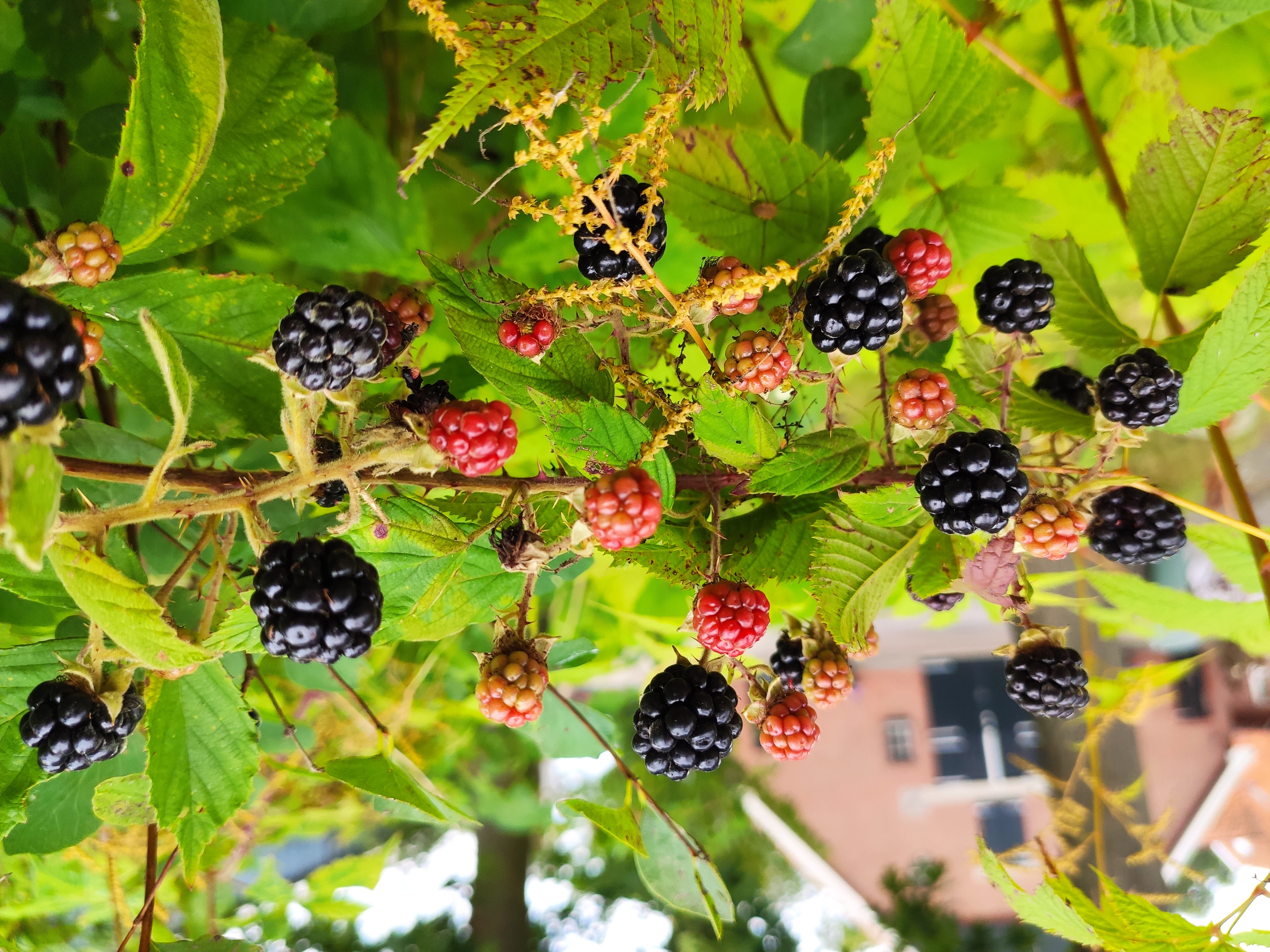 Column in de Boerderij: ‘Ik doe het niet meer, geen tijd voor jam